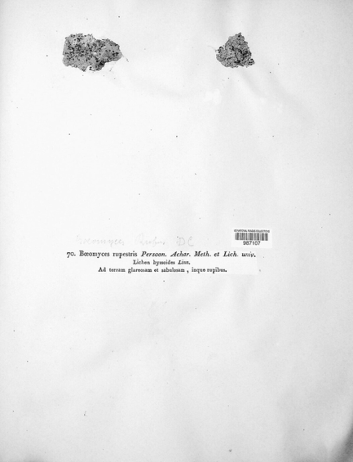 Baeomyces rupestris image